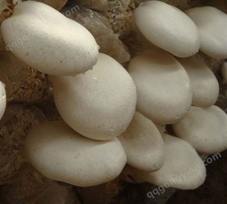 白灵菇白灵2号母种原种栽培种出菇菌包一级种二级种三级种