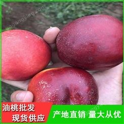 早熟油桃品种齐全-早红2号油桃批发供应商-昊昌