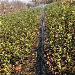 农林果蔬高效农业 多孔雾化微喷带200米/盘滴灌水管经济适用