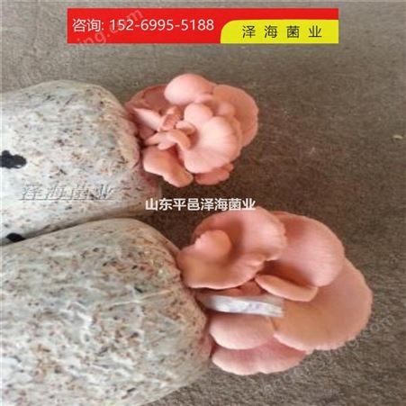 食用菌 红平菇原种工厂 泽海菌业