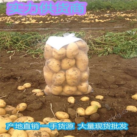 马铃薯图产地价格报价 马铃薯新品种批发 昊昌农产品