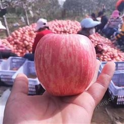 区分红富士苹果 冷库红富士苹果膜袋价格表