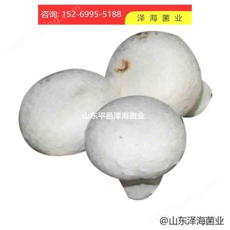 双孢蘑菇菌种 双鸭山双孢蘑菇培养