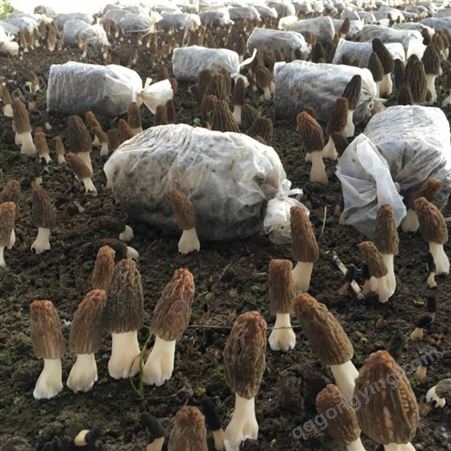 羊肚菌菌种 原种 栽培种 优选六妹系列 产量高 亩用2000元 菌厂直供