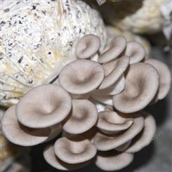 平菇栽培种 平菇菌袋加工定做秋冬季平菇菌包