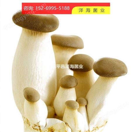 莱芜 山东平邑泽海菌业 杏鲍菇菌种 应用广泛