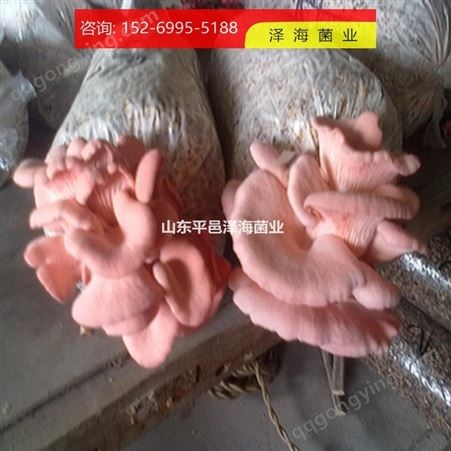 红平菇 高温低温菌种