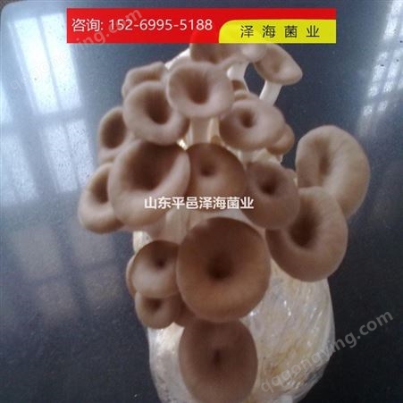 优质现货茶树菇 一级种可大量批发食用级茶树菇菌培养
