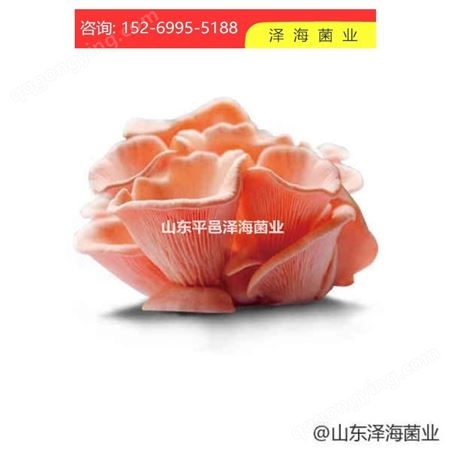食用菌 红平菇原种工厂 质量保证