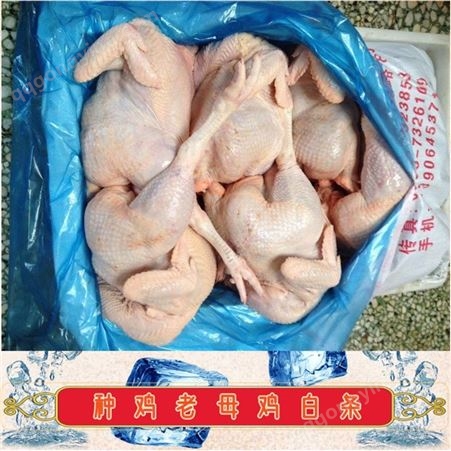 各类冷冻生鲜食材冷冻整鸡产品种鸡白条_有路食品_山东冻品生产厂家供应