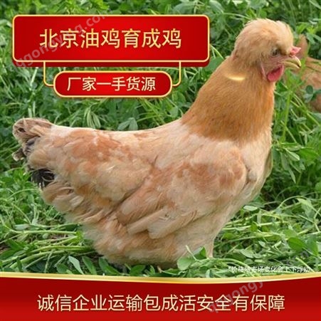 育成鸡厂家 北京油鸡育成鸡 育成鸡养殖厂家