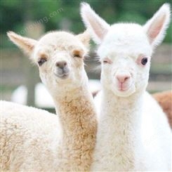 观赏成年羊驼 活体销售萌宠羊驼苗 生态养殖 呆萌可爱