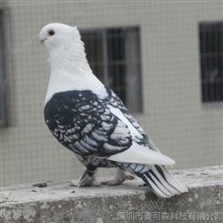 观赏鸽 中华观赏鸽品种 观赏鸽 QQ:2522323359