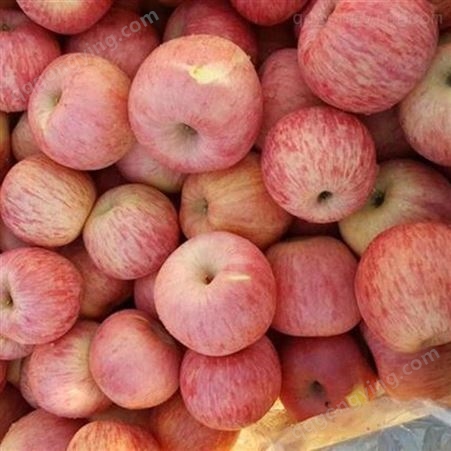 烟台红富士 高甜度红富士苹果价格 应季新鲜苹果批发 会升现摘现发