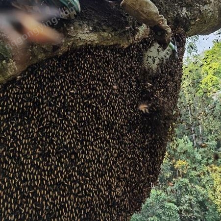 天然野生蜂蜜 大排蜂蜂蜜1斤装 产自云南深山老林