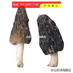 新鲜羊肚菌母种原种栽培种一级种二级种三级种出菇菌包蘑菇种植包