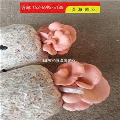 食用菌 红平菇原种工厂 泽海菌业